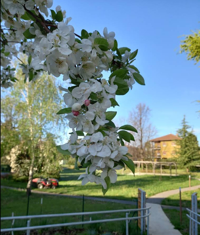 Fiori